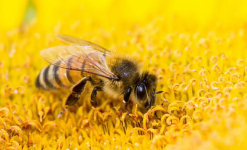 abeille